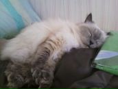 Фотография Дрёмовой Елены