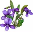 Фотография Чанышевой Марии