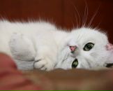 Юлія Поліщук фотография #9 (источник - https://vk.com/id55824987)