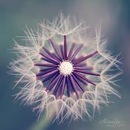 Віра Юзефович фотография #1