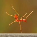 Фотография Перука Артёма