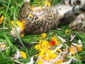 Іннуся Ануфрієва фотография #32 (источник - https://vk.com/id93938207)