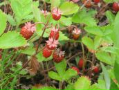 Фотография Багин Александр