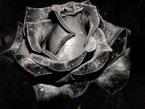 №10, Валерий Швыдкий №10, Валерий Швыдкий