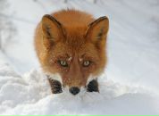 Фотография Лысановой Аллы