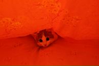 Фотография Трошина Елена