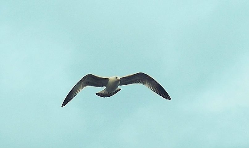 Малина Фермер фотография #40