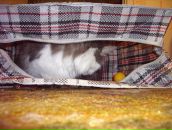 Фотография Некрасовой Алёнки