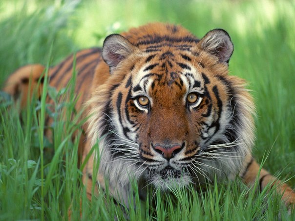 Vim Tiger фото №2