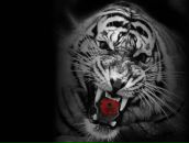 Фотография Васильева Евгения