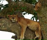 Фотография Головановой Тани