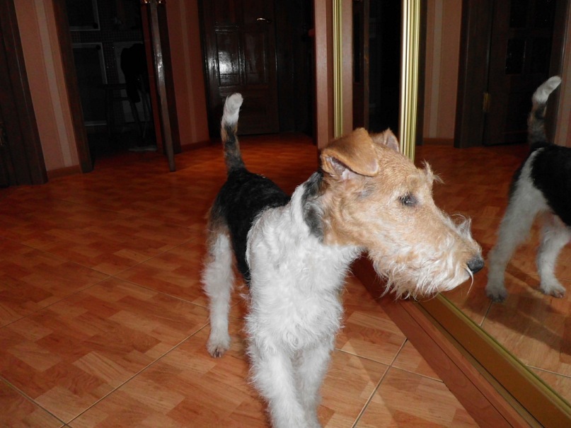 Елена Ткалич фотография #50