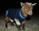 Вікторія Паришкура фотография #10 (источник - https://vk.com/id15277747)