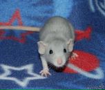 Фотография Чирвы Алёши