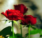 Фотография Ларина Владимира