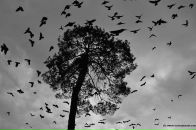 Фотография Тропаревского Алексея