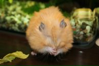 Фотография Гладовской Инны