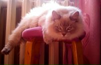 Фотография Ивановой Оксаны