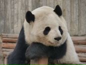 Фотография Ахметшиной Рушаны