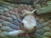 Андрій Радиш фотография #11 (источник - https://vk.com/id72326928)