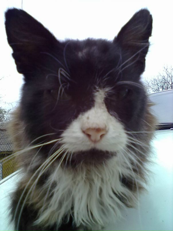 Велл Вэлыч фотография #14