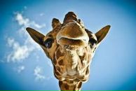 Фотография Жижкин Александр