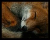 Фотография Пехташевой Нины