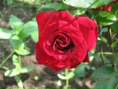 Фотография Хайруллиной Рамзии