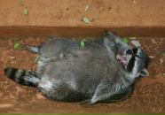 Иван Ковчегов фотография #26 (источник - https://vk.com/id430968)