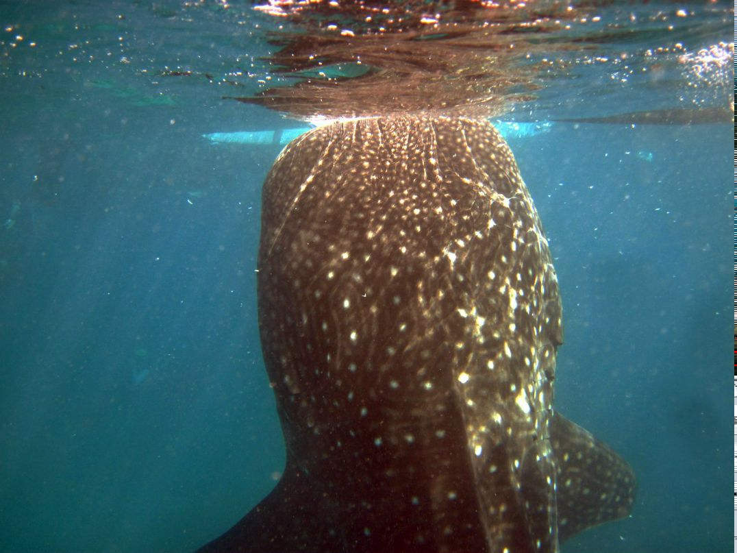 Alexey E фотография #11