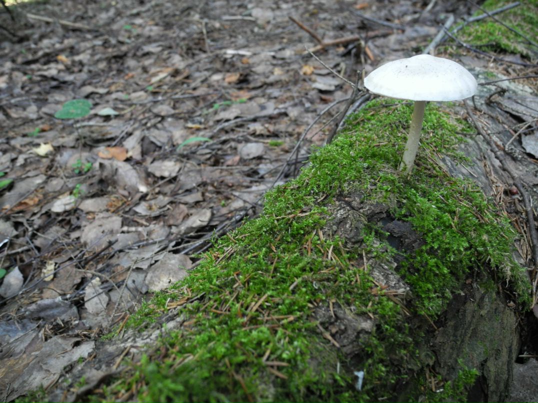 Сергей Мерчев фотография #44