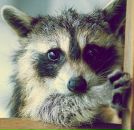 Фотография Шибалова Алекса