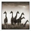 Фотография Большаковой Алёны