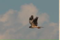 Мар'ян Івановський фотография #11 (источник - https://vk.com/id132607079)