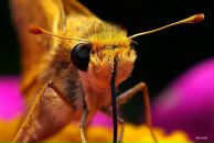 Віктор Якубовський фотография #32 (источник - https://vk.com/id8578390)