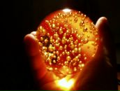 Фотография Тимошенко Елены