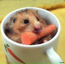 Фотография Никитина Евгения