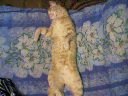 Пэрсик Кот фотография #21 (источник - https://vk.com/id163608640)