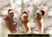 Фотография Кочелягиной Ирины