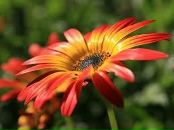 Світлана Яцола фотография #8 (источник - https://vk.com/id137417643)