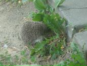 Анастасія Ch фотография #39 (источник - https://vk.com/id14537020)