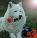 Фотография Морелова Алексея