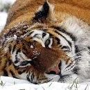 Надія Коряк фотография #17 (источник - https://vk.com/id50285132)