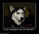 Руслан Пашаєв фотография #10 (источник - https://vk.com/id38958669)