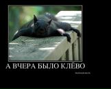 Сергій Ріпка фотография #42 (источник - https://vk.com/id132671767)