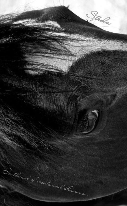 Стрела Лошадь фотография #22