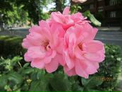 Надія Мовчан фотография #21 (источник - https://vk.com/id100976031)