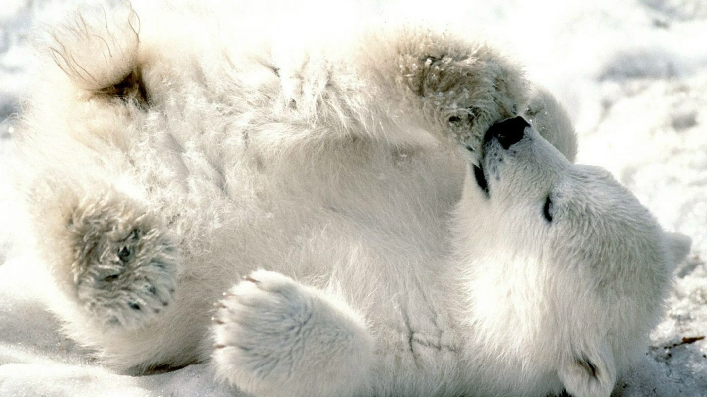 Дмитрий Санько фотография #37