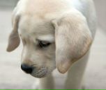 Ірина Хомич фотография #15 (источник - https://vk.com/id52472175)