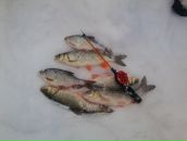 Фотография Стрелкова Алексея